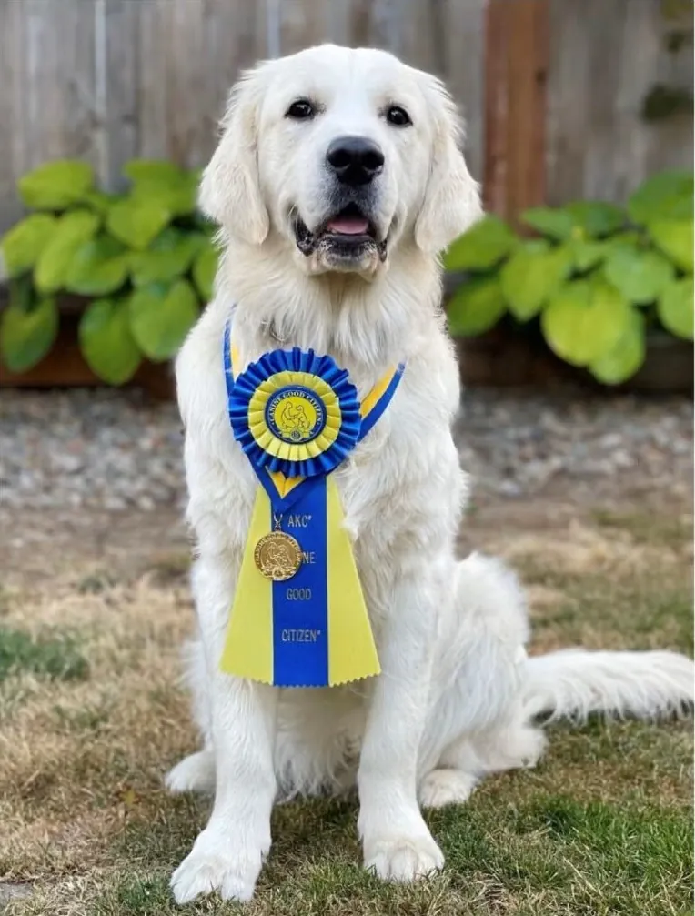 AKC Training Titles — SoFlo K9 Connections dog training in South Florida