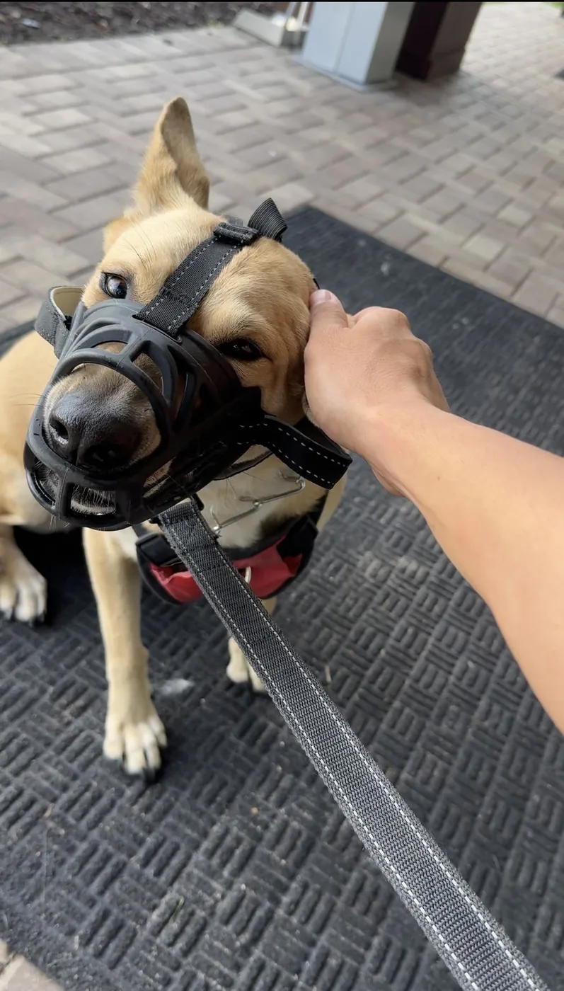 Behavioral Modification — SoFlo K9 Connections dog training in South Florida