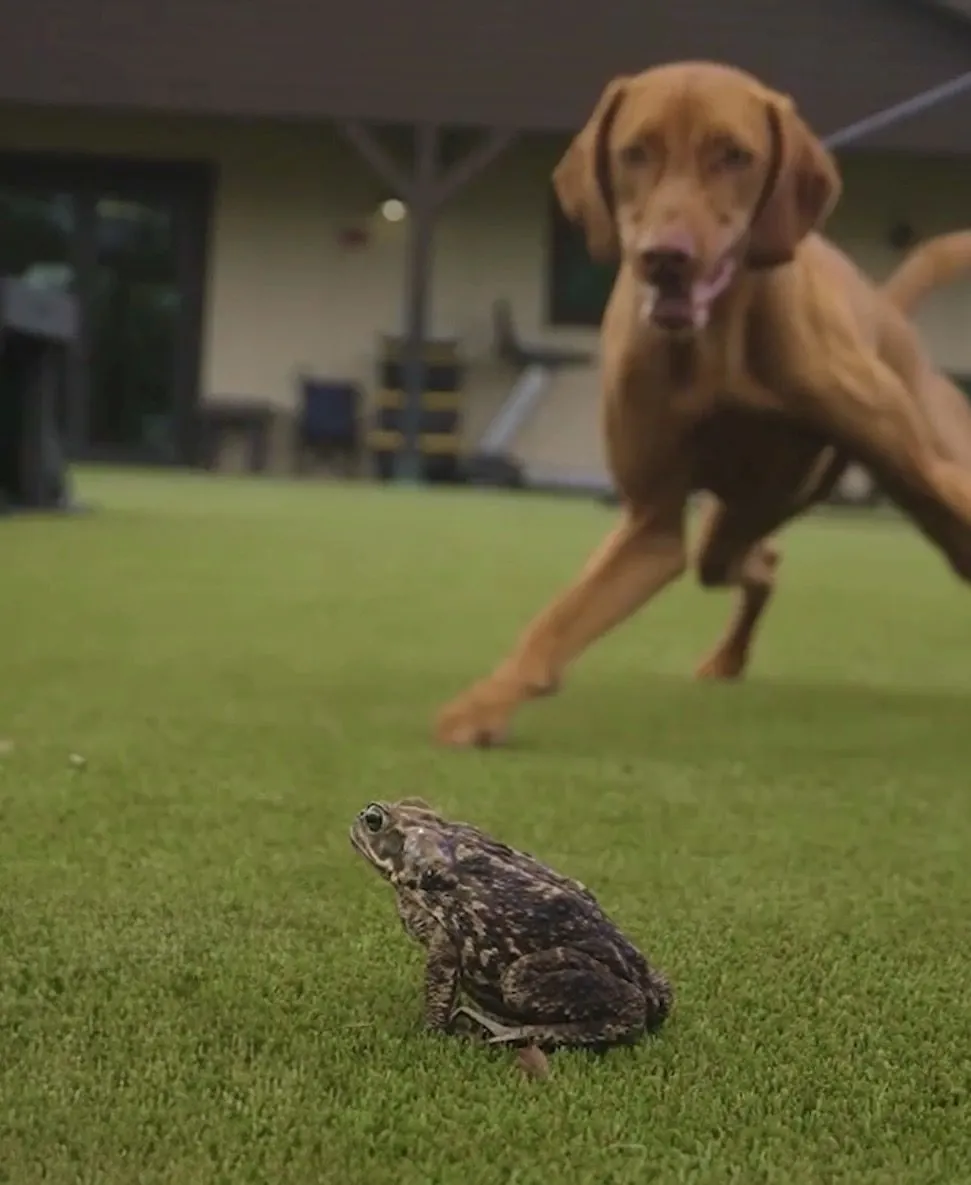 Frog Avoidance Training — SoFlo K9 Connections dog training in South Florida