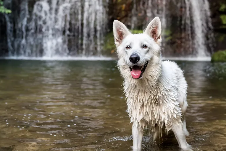 Off-Leash Training — SoFlo K9 Connections dog training in South Florida